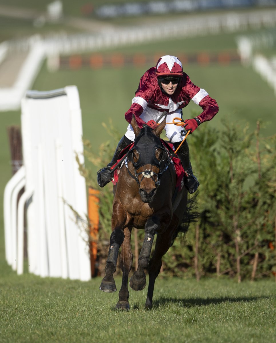 RacingPost's tweet photo. It wasn't meant to be for Tiger Roll today but he owes us nothing 🐅

If this was the end, thank you for everything legend ❤️ https://t.co/KV9wsiZ3lG