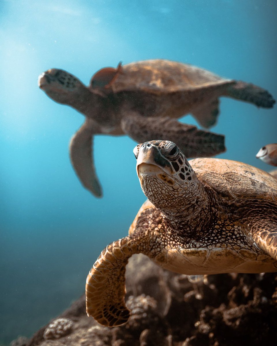 BrandonVerdura's tweet photo. Focus flip 🐢🐢 https://t.co/H5YA48j0Ak