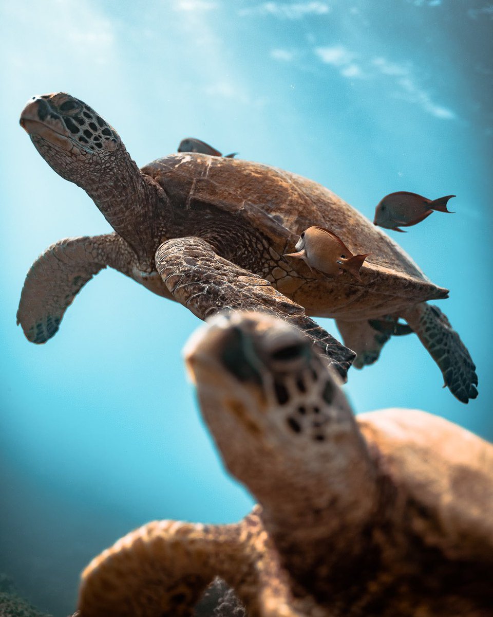 BrandonVerdura's tweet photo. Focus flip 🐢🐢 https://t.co/H5YA48j0Ak