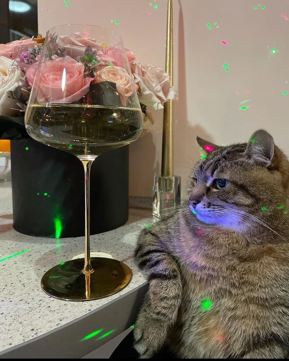 FlanecitoC's tweet photo. Hace rato descubrí que el gatito de los videos cotorros de tiktok, es ucraniano. Tuvieron que abandonar su casa por los bombardeos, cruzaron a Polonia y ahora viven en Francia, esperando que todo acabe para regresar a su casa U_U https://t.co/qOwek7SMu9
#PoderosoIntenso https://t.co/hiEkuWnuRC