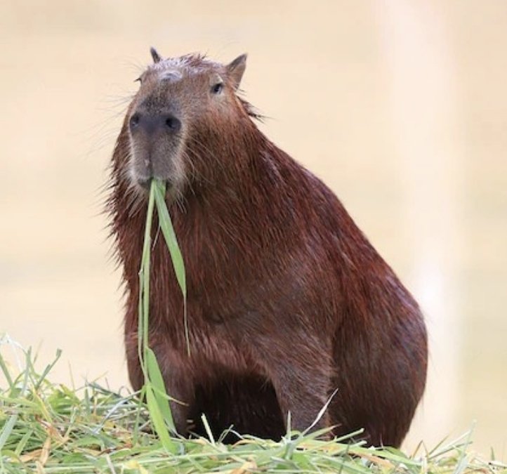 Capybara_gang's tweet photo. Brownbara ! https://t.co/bBJy4deinQ
