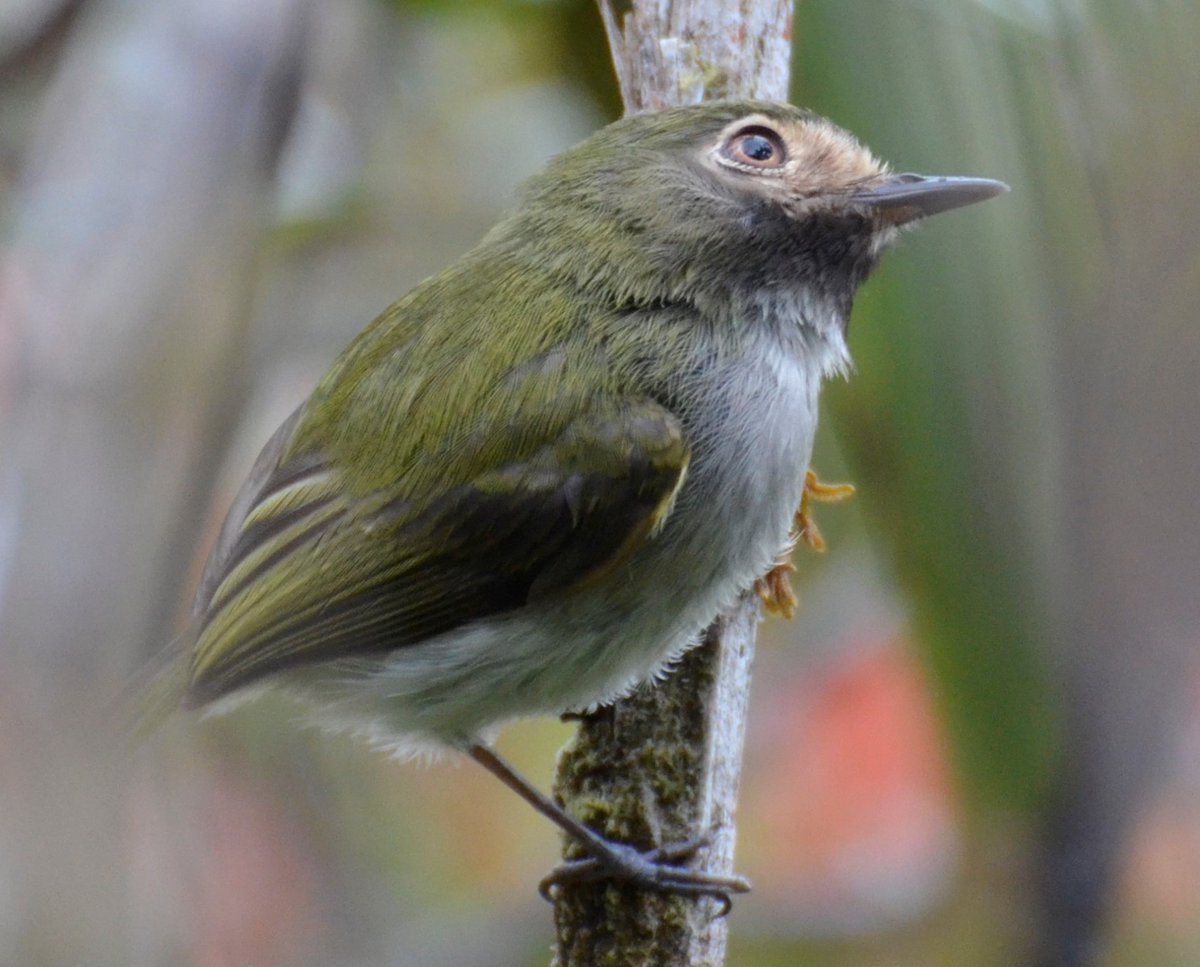 501 especies de aves habitan en la cordillera de Kutukú en Morona Santiago. Además esta zona protege importante diversidad biológica, recursos hídricos, territorio y cultura de las comunidades locales que la habitan.

Artículo completo: revistasinvestigacion.unmsm.edu.pe/index.php/rpb/…