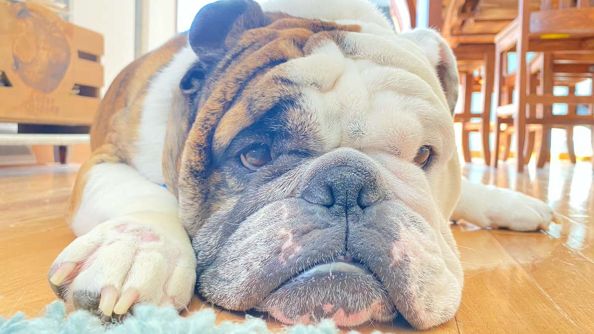 Otto has the face made not only for squeezing but also to be proudly displayed on Busch Dog Brew cans.#BuschBarkBracket #Contest #BuschLatte #ohhyoubetcha #buuusch