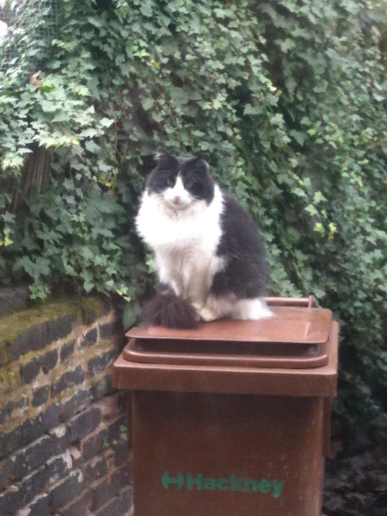 Hackney friends - our sweet cat has been missing from our back garden in Lower Clapton E5 since Sunday 13th evening. Please could you check your gardens/homes and any place he could’ve squeezed into! We are desperate to get him home. Please share and contact me with any info 🙏