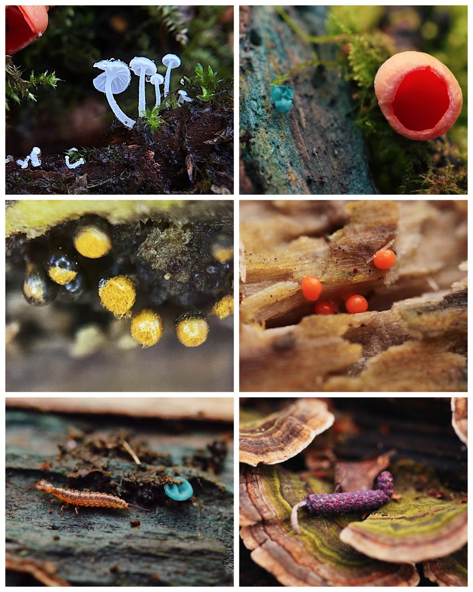 Who says winter has no colour? Some of my montages from walks the past couple of months 🎨 #fungi #tinyworlds #colourful