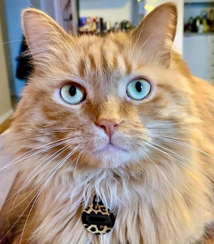 Happy #whiskerwednesday 🐱 Baxter’s whiskers are huge! 🐾

#teamcatrescue #adoptacat #adoptdontshop #catrescue #rescuecat #adopt #adoption #love #catlovers #catlife #cute #happy #toronto #ilovemycat #cat #adoptcat #nonprofit #charity #follow