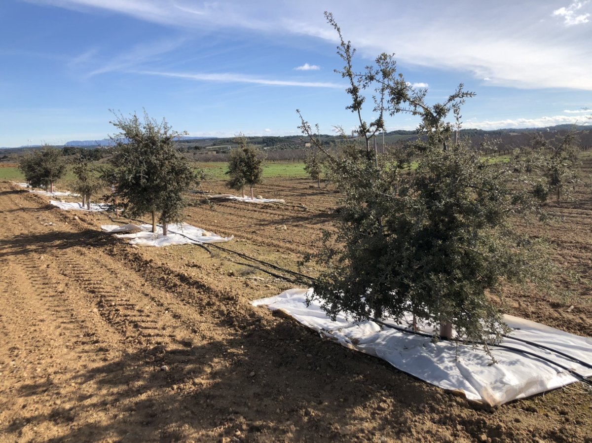 📆Dissabte, 19 de març, a les 13h a la <a href="/FiraMollerussa/">Fira de Mollerussa</a> <a href="/DOliach/">Daniel Oliach</a> presenta els resultats del  projecte #INNOVATRUF: Foment de la #tòfona negra mitjançant la #gestió #forestal i el seu conreu, com alternativa als cultius tradicionals, <a href="/DiputacioLleida/">Diputació de Lleida</a> <a href="/Promo_Economica/">Patronat de Promoció Econòmica Diputació de Lleida</a> <a href="/GLOBALLEIDA/">GLOBALLEIDA</a>