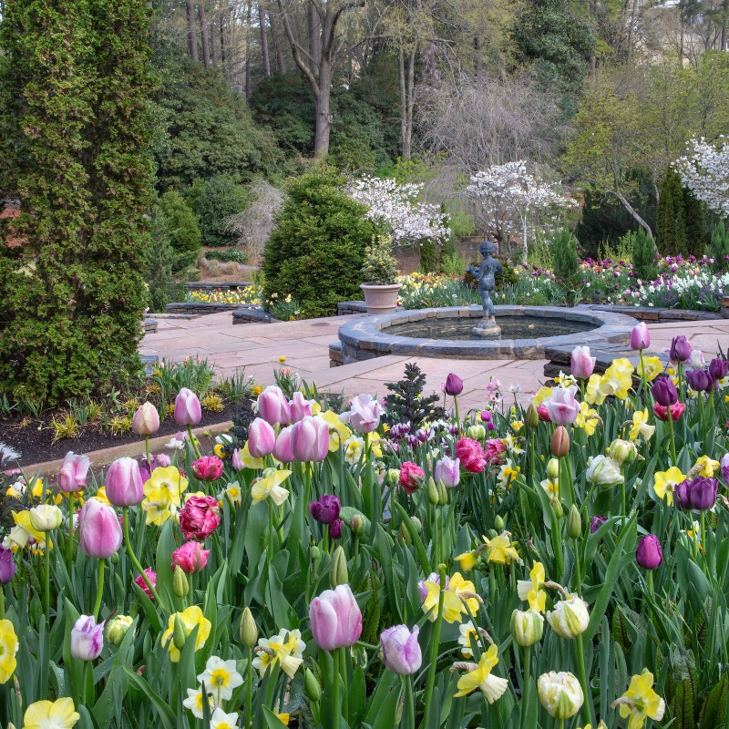 DurhamNC's tweet photo. The @DukeGardens are open for spring for the first time in 3 years! Here’s how you can make the most of it 🌸