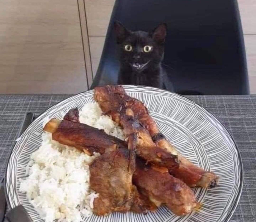 ThePhilosopurr's tweet photo. #ThatFaceYouMakeWhen food just suddenly appears out of no where without you even having to be over dramatic about how you are going to starve ‘cause you can see the bottom of your nibblettes bowl.. 
#Cats #BlackCatsRule #AdoptDontShop #RescuesRock https://t.co/PnuHZqVsup