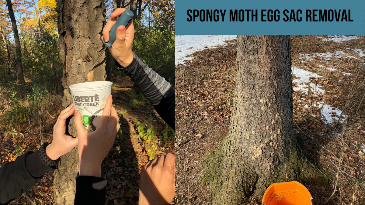 Green_Venture's tweet photo. #GetOutside in #HamOnt this #MarchBreak &amp; learn about #InvasiveSpecies while participating in #TreeStewardship! 

Request a DIY kit to learn how to remove #SpongyMoth egg sacs here: https://t.co/UbGXwIdRVg 

And don’t forget to share how many you remove. https://t.co/0PHrJb4rir