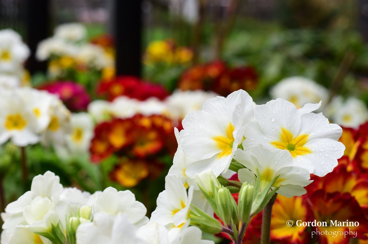 GordonSMarino's tweet photo. Spring arrives in Sackville Street Park in #Manchester #Nikon #nikonphotography #Manchesterimage
#Manchesterphotography https://t.co/6a00RSSAd0