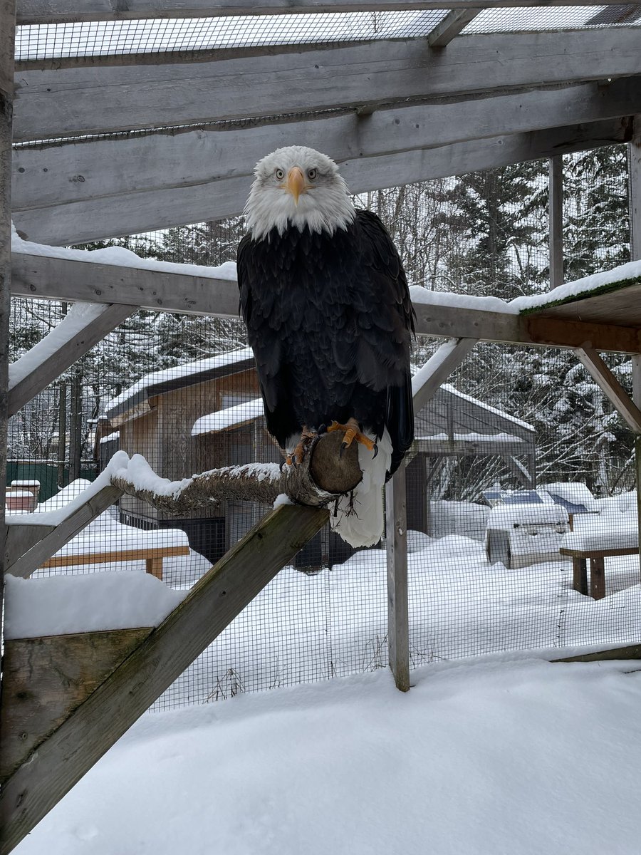 TheABEF's tweet photo. Bella was keeping an eye on us while we shoveled in front of her enclosure yesterday ❄️ https://t.co/U7qklLqCtC