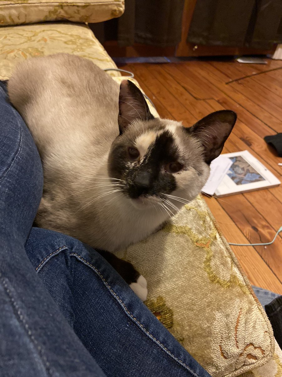 tabbabbles's tweet photo. @ellle_em My baby Zuki the Trash Cat was definitely not a purebred despite the loud declarations of internet (was as in she was a foster and I am not her forever home) https://t.co/ptg1Lrz5Zd