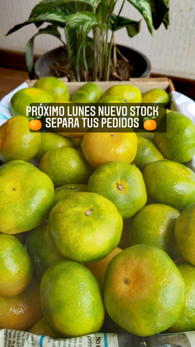 harrisman's tweet photo. Temporada de #mandarina. Directo de nuestra chacra 👨‍🌾🚜🍊.
Pedidos al https://t.co/LExz2CPcqP https://t.co/1eSc1kSwbq
