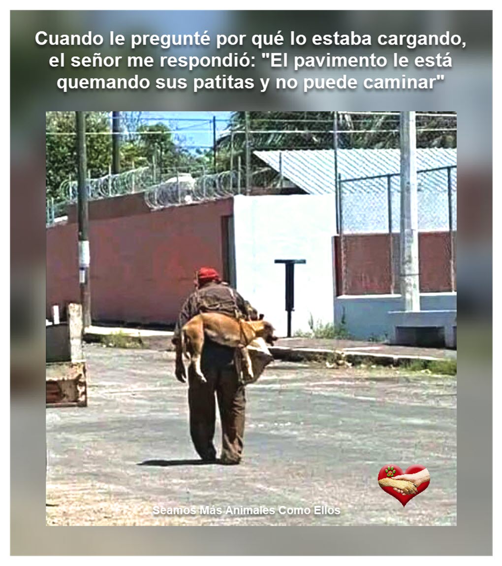 smace_animales's tweet photo. Prioridades ❤️🐶 porque a un amigo se le cuida y nunca se abandona. #DogLovers #NoCompresAnimales #AdoptaUnAmigoSinHogar #NoAbandones https://t.co/fAxUdId9Wc