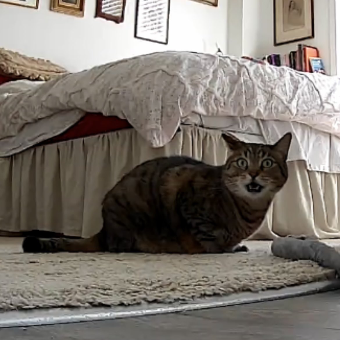 I’m on a business trip and my cat is talking to the CatCam