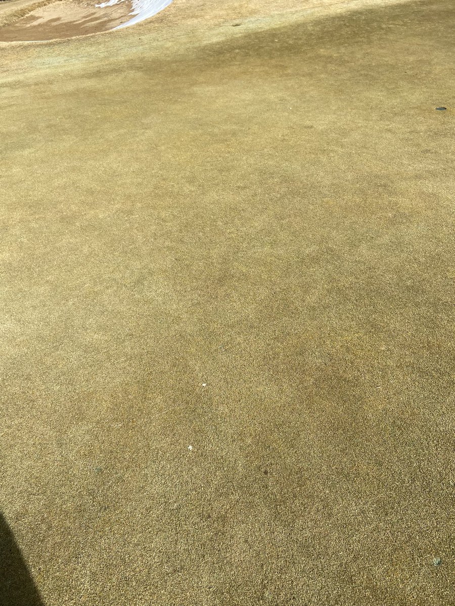 pinerygcm's tweet photo. Greens that were covered with snow for 10 weeks are looking good 👍 https://t.co/Ap3pf0INCd