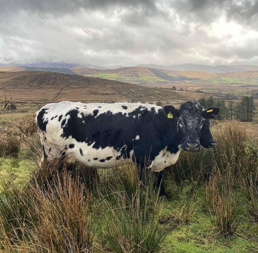 The Consumer Brand tweet media