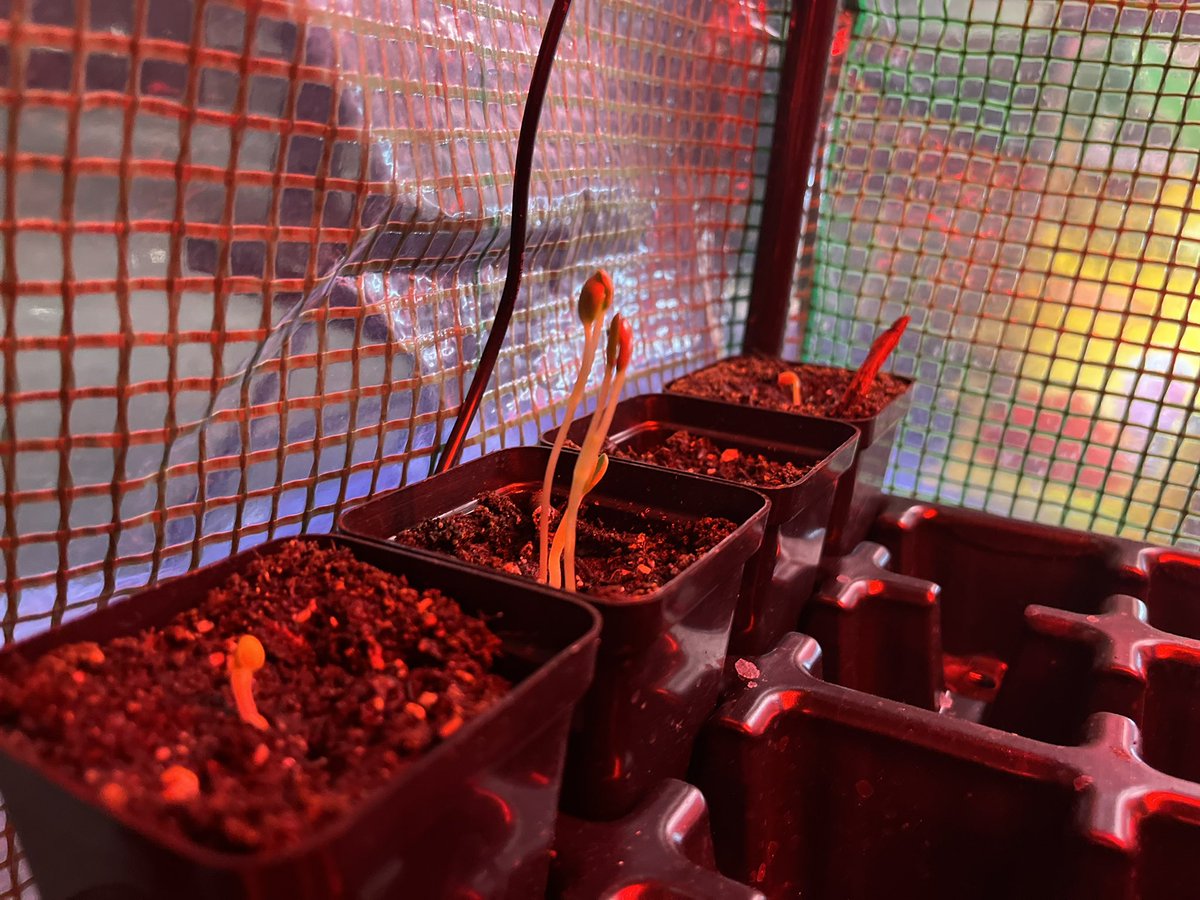 GDSustainable's tweet photo. LOOK AT OUR SEEDLINGS!! ๐ฑ
#gdchat https://t.co/RRMk4HNRVH