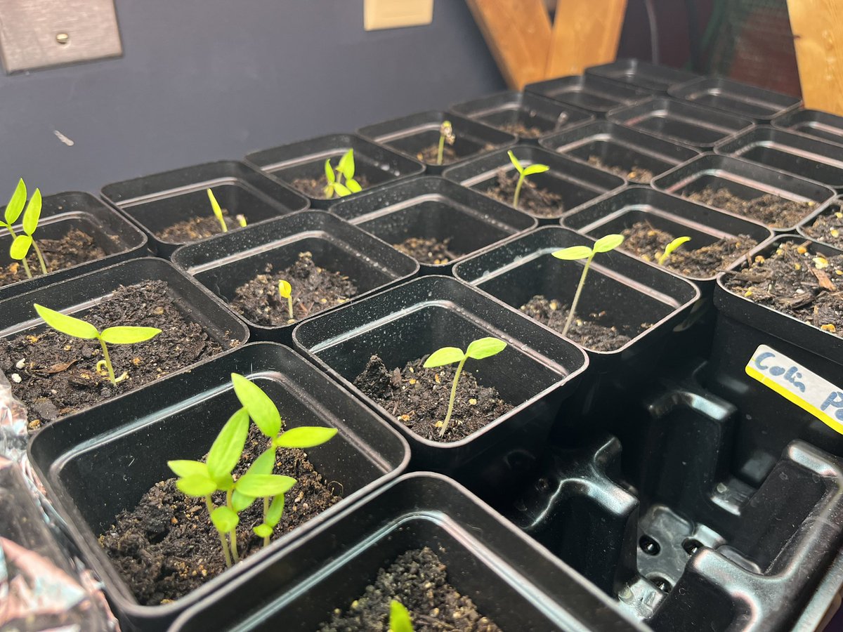 GDSustainable's tweet photo. LOOK AT OUR SEEDLINGS!! ๐ฑ
#gdchat https://t.co/RRMk4HNRVH