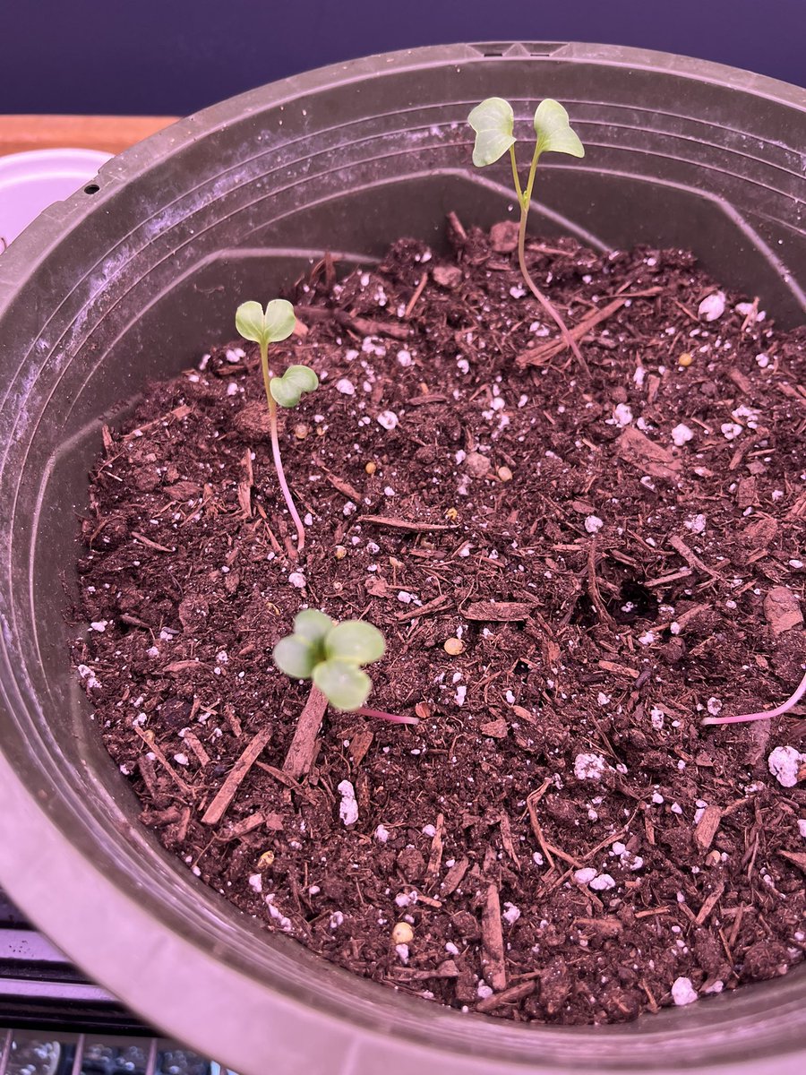 GDSustainable's tweet photo. LOOK AT OUR SEEDLINGS!! ๐ฑ
#gdchat https://t.co/RRMk4HNRVH