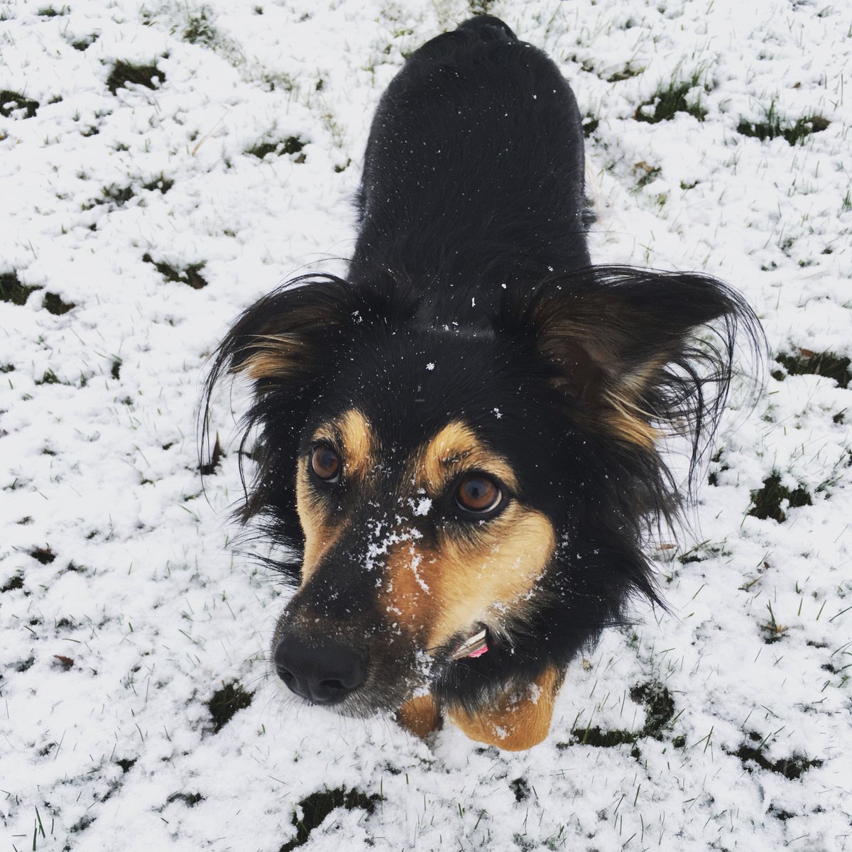 Pups Please! tweet media