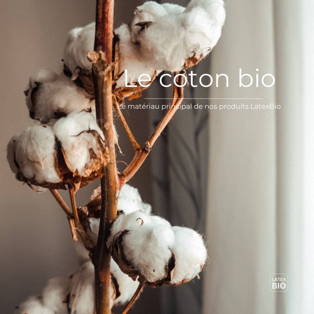 LatexBio's tweet image. Je suis biologique, tout doux et respirant. Je suis cultivé sans engrais chimiques et je suis l’un des ingrédients principaux chez LatexBio 🌿

Qui suis-je ? 😄