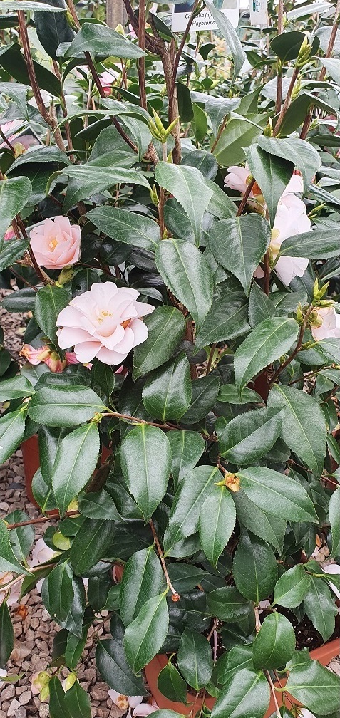 Grasslands Nursery tweet media