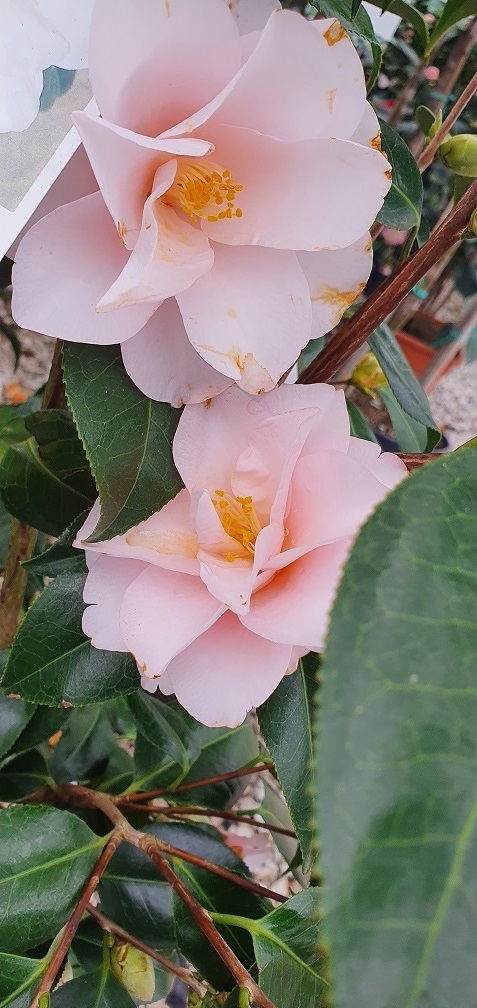 Grasslands Nursery tweet media