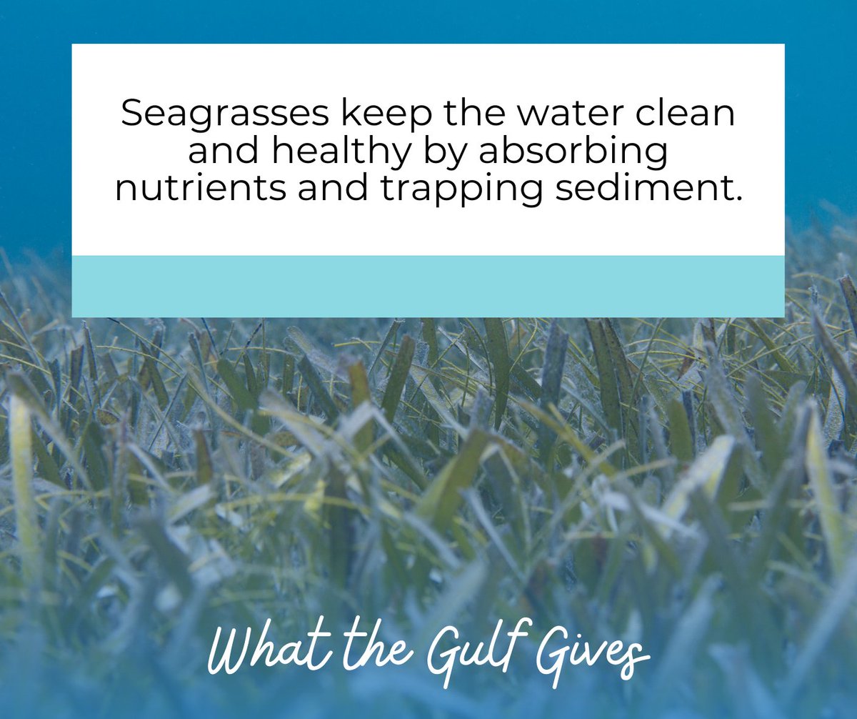 GoA_Alliance's tweet photo. Seagrass improves water quality by absorbing nutrients and trapping fine sediments and particles with their leaves. As if that wasn't enough, 10-15% of the carbon absorbed by the ocean is done so by #seagrass meadows. 🤯 Sponsored by Clean Gulf Associates.  #WhattheGulfGives https://t.co/bqsCuxr1yv