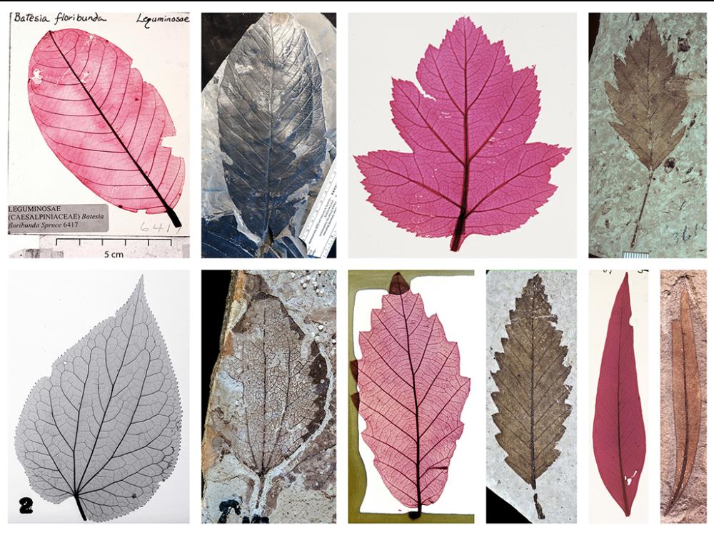 psuoer's tweet photo. A Penn State-led team developed a large open-access visual leaf library to help researchers classify leaves. https://t.co/WMf3y7Qo0A  @psulibs @pennstate @GeoscPSU #openaccess https://t.co/Q8MXWrM4Gr