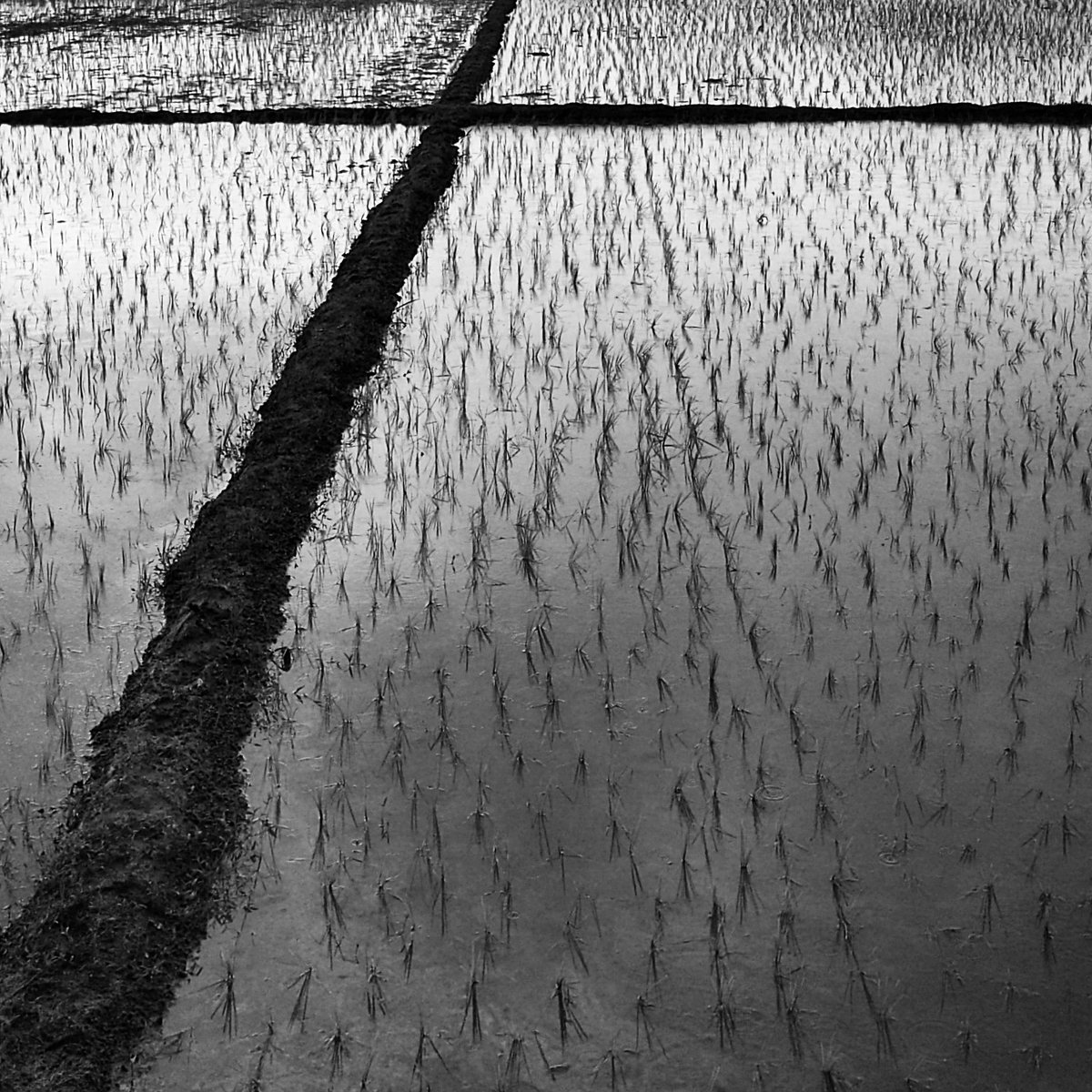 prajeeshad's tweet image. Cross line
#photography #prajeeshad #ad