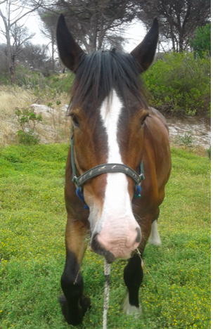 KT_CT3's tweet photo. We had to get surgery for our big horse to remove a tumour to save his eye. If anyone can help with his vet bill, we would be extremely grateful! @backabuddy 
https://t.co/sEpPsjBf9w
#vetbill #cancer #shire #shirehorse #waterfordshire #fundraising https://t.co/wmSQ51Xmya