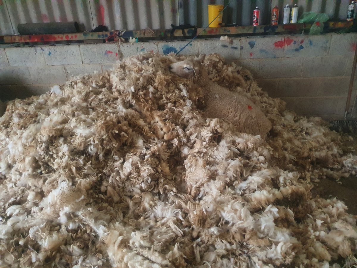 Sheep playing hide and seek #sheep #Romney