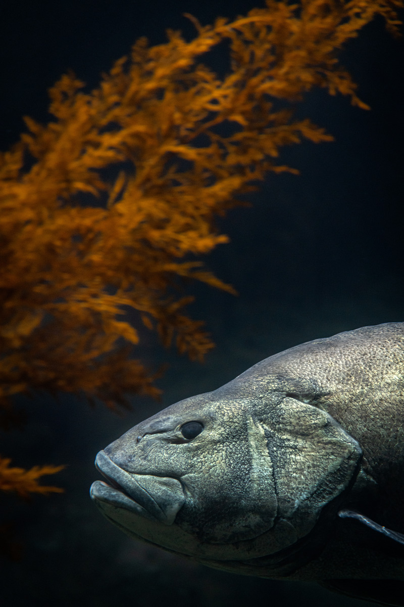 MontereyAq's tweet photo. Bass-king in the glory of a giant sea bass https://t.co/RqxjAkTyQx