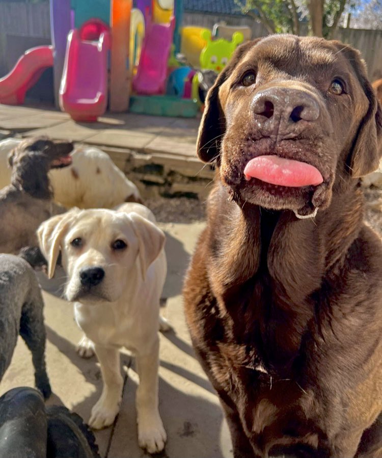 “If you get tired, learn to rest not to quit!” 😴😌🧐🐾❤️

Chesney isn’t very happy that it’s only Wednesday 😡 archer is just happy to be involved for the food 😂 

In this photo:
Chesney - Labrador - dayacre 
Archer - Labrador - ours #amyeanddaisy #twitterdogcommunity