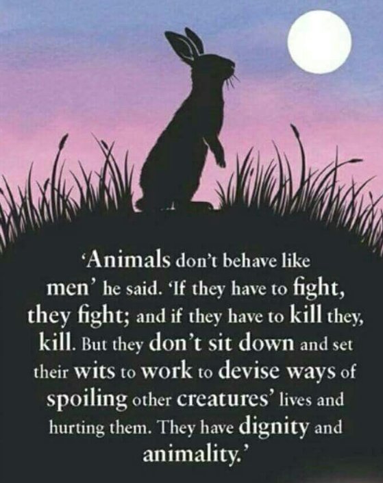 SunTrinket's tweet photo. I'm currently reading Watership Down,  Richard Adams. Nuff said.
#putinbemorerabbit #Ukraine #UkraineRussianWar #UkraineUnderAttack https://t.co/J4qPvhokCp