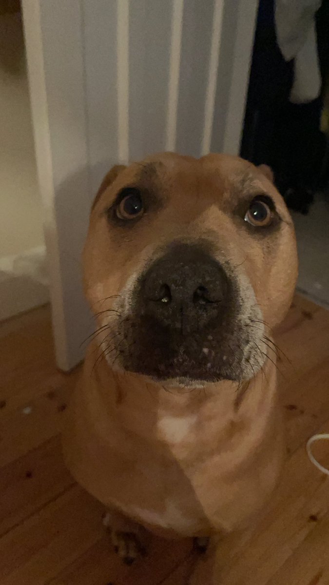 This face gets away with far too much! Is it the eyes 👀or is it the snooter?! 🐽#dogsoftwitter #puppydogeyes #staffie #rhodesianridgeback #doggo