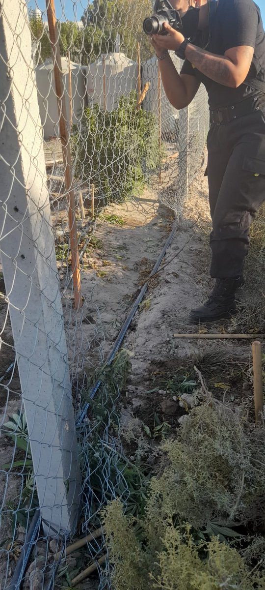 jorgeylaradio's tweet photo. #Madryn #Cenpat #Cannabis #RoboDePlantas 
Se reobaron 35 plantas de cannabis  medicinal del predio de cultivo del CCT-Cenpat  Madryn. La alarma sonó sobre las 8de este miércoles. Solo hallaron una pinza y un barbijo. Rompieron alambrado. Son platas grandes, de 1 metro. https://t.co/AhK8NqVsWN