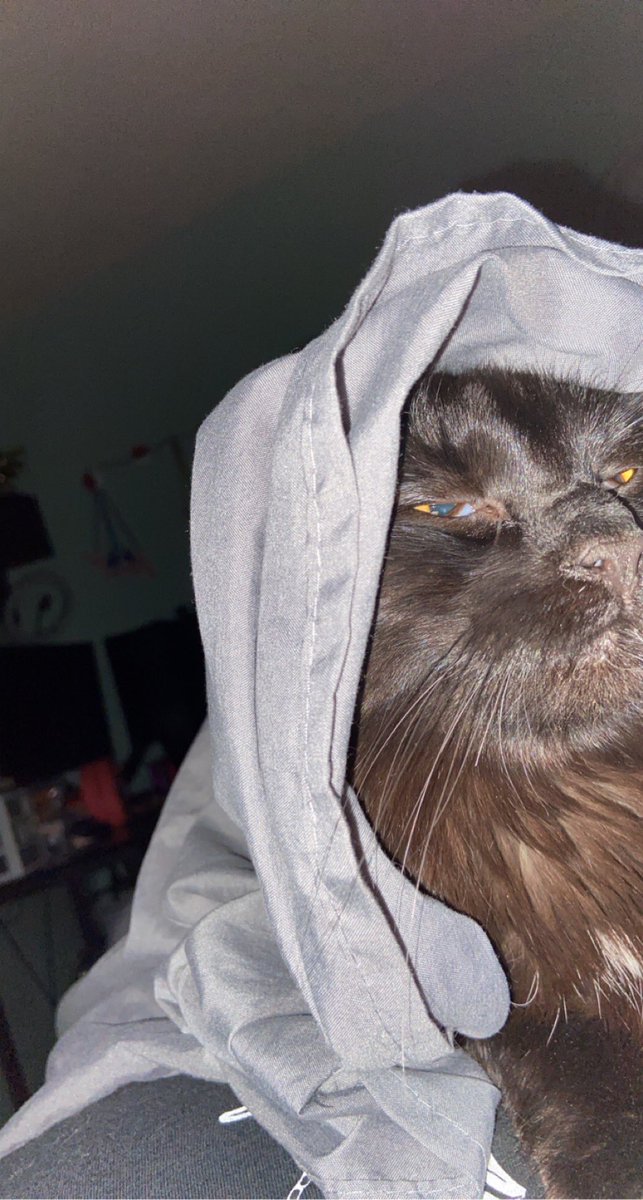 ZeldaFoo's tweet photo. Haven’t been able to stream lately due to PC cooling issues. Going to preform surgery this weekend. Wish me luck! In the meantime, enjoy a pic of my angy void boy, Psymon 😠 #angycat #CatsOfTwitter #PCGaming https://t.co/iRt9zSHy8D