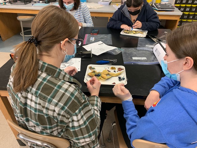 CMSScienceDept's tweet image. Hi! It's our department's first tweet! What's happening inside the science department??  Students are spending time during their flex block dissecting frogs and comparing their anatomy and systems to other vertebrates! #cmsscience #STEM #Anatomy #middleschool #flexblock