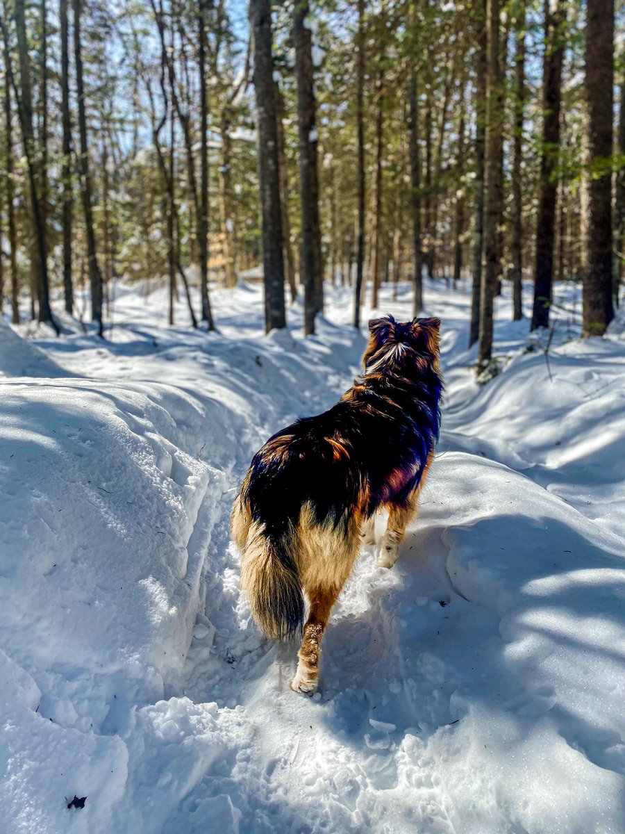 It’s beginning to look a lot like spring 🌷 🍃 🌱 #twitterdogcommunity #dogsoftwitter