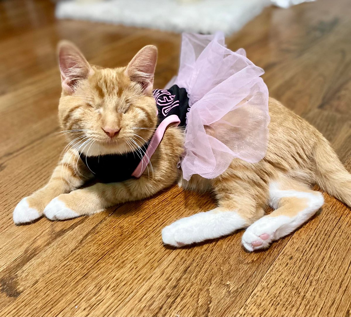 BlindPebbles's tweet photo. I don't usually share fundraisers, but Annie and Esther need help! They are in the care of a local rescue and are undergoing treatment for FIP. This is 100% fatal without the VERY costly treatment. Please consider donating or sharing. Venmo: @MMKR2021 or https://t.co/ZJRYRxTSIp https://t.co/svigxedvE8