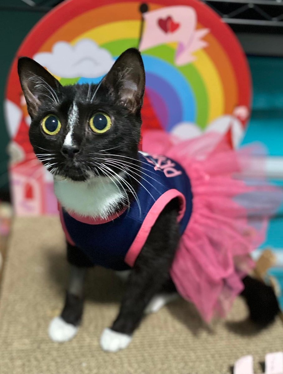BlindPebbles's tweet photo. I don't usually share fundraisers, but Annie and Esther need help! They are in the care of a local rescue and are undergoing treatment for FIP. This is 100% fatal without the VERY costly treatment. Please consider donating or sharing. Venmo: @MMKR2021 or https://t.co/ZJRYRxTSIp https://t.co/svigxedvE8