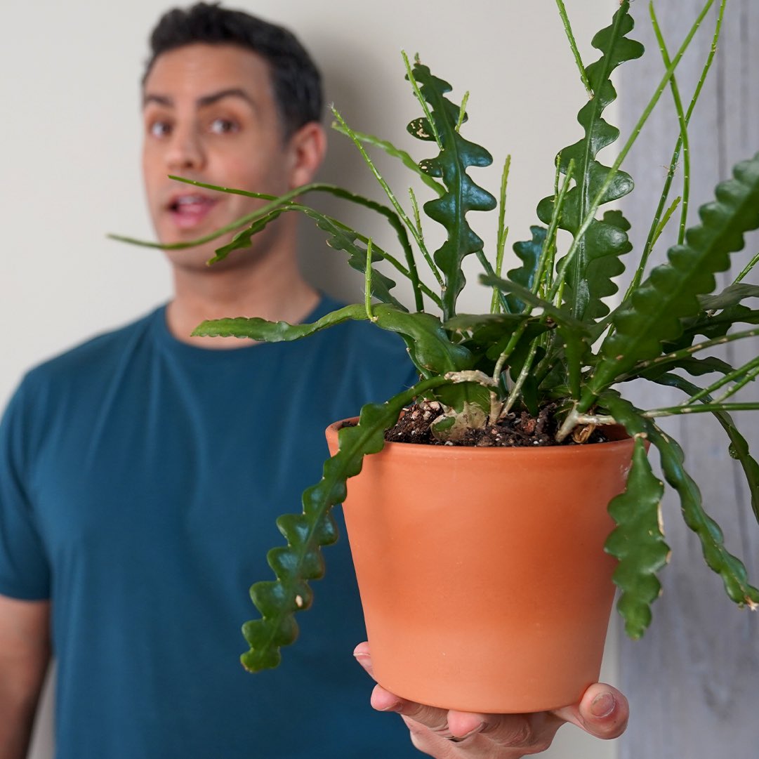 tylermossop's tweet photo. New Upcoming YT Video on my favorite: #FishboneCactus #Cactus #PlantTwitter #Plants #Houseplants #Succulents #gardening #spring2022
https://t.co/GOXHo2vpL7 https://t.co/BWBlS3tt6V