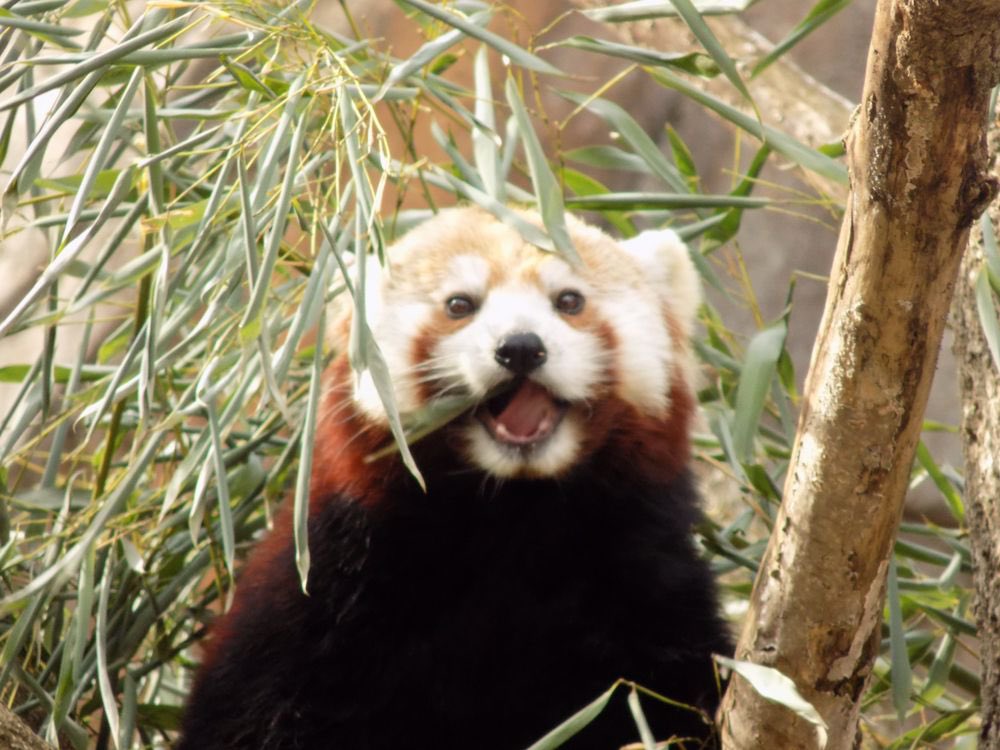 RedPandasDaily's tweet photo. HAPPY #NationalPandaDay ❤️❤️❤️❤️❤️❤️ https://t.co/iLqudjtvfM