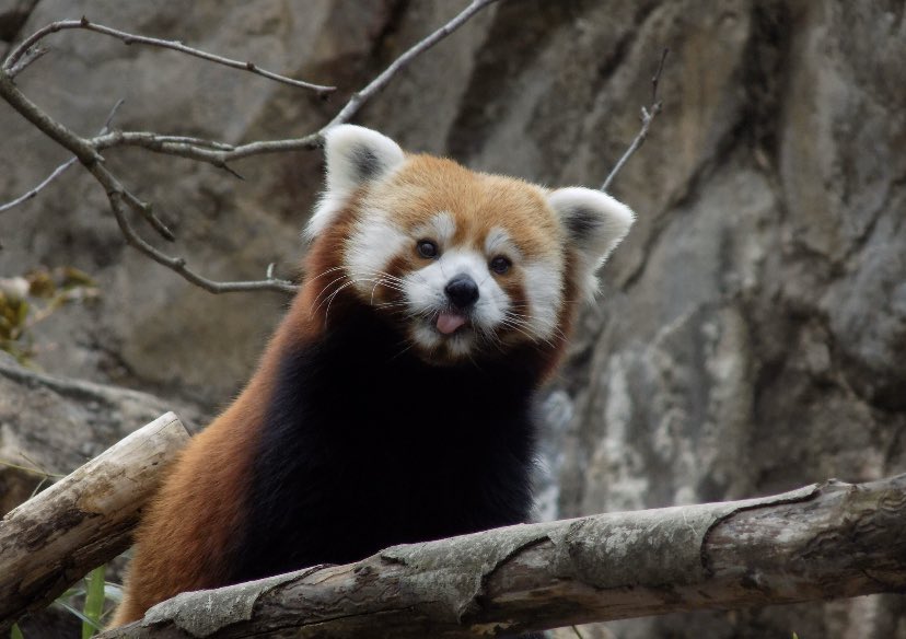 RedPandasDaily's tweet photo. HAPPY #NationalPandaDay ❤️❤️❤️❤️❤️❤️ https://t.co/iLqudjtvfM