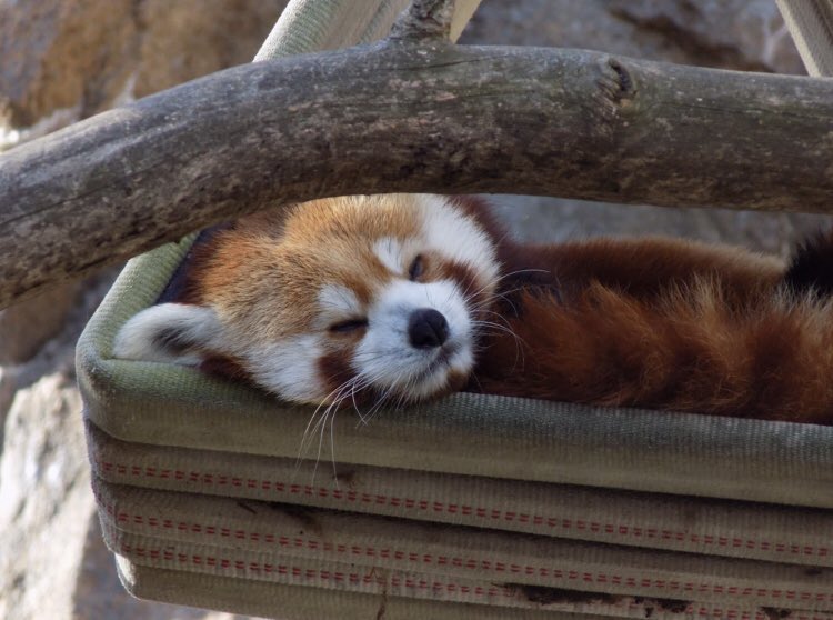 RedPandasDaily's tweet photo. HAPPY #NationalPandaDay ❤️❤️❤️❤️❤️❤️ https://t.co/iLqudjtvfM
