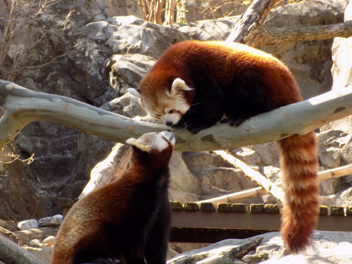 RedPandasDaily's tweet photo. HAPPY #NationalPandaDay ❤️❤️❤️❤️❤️❤️ https://t.co/iLqudjtvfM