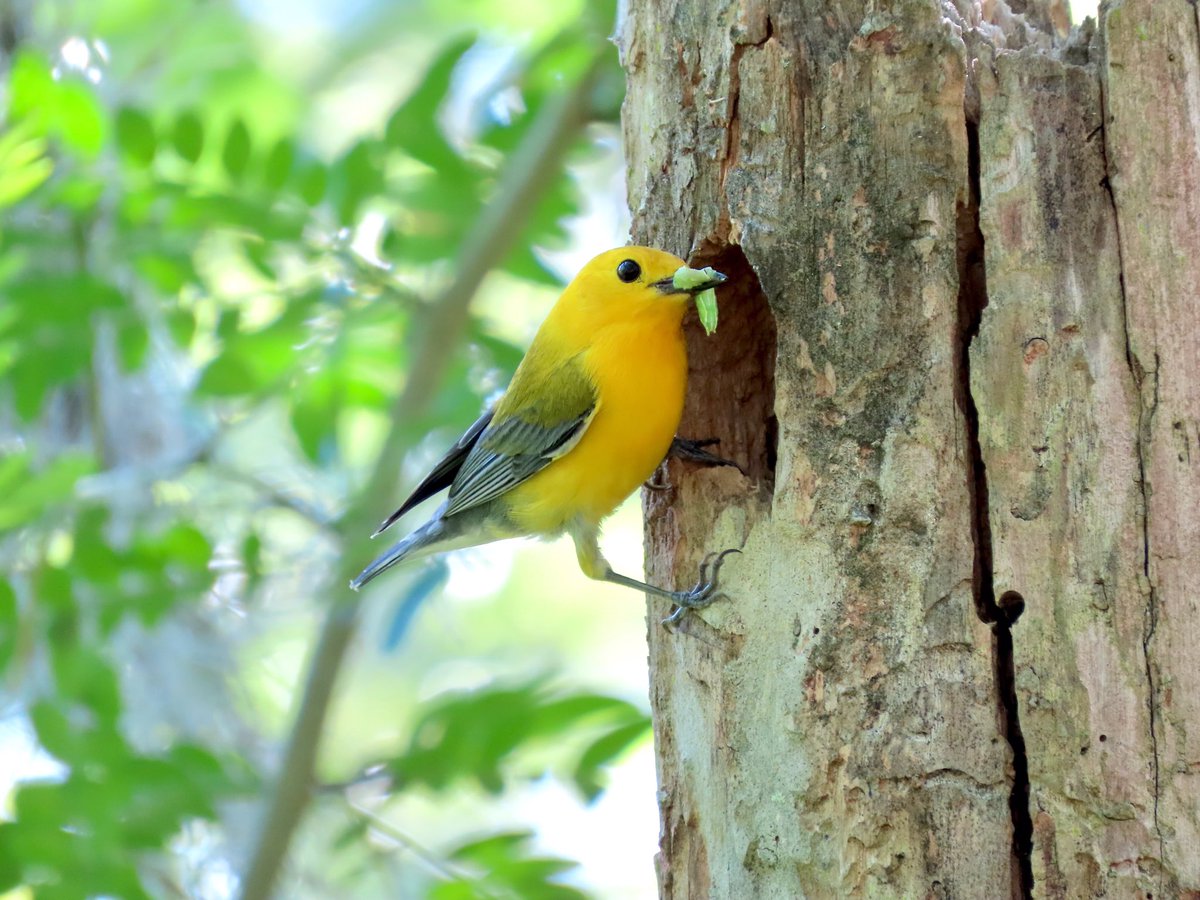 ✨Prothonotary warbler✨ 
That’s a big word for Elmo!

This bright yellow cavity nester can be found in wet deciduous forests. When not tending to their nest they’re often in the understory. You may even spot or hear one in the mangroves! 

📷: Kara Cook | Calendar photo contest